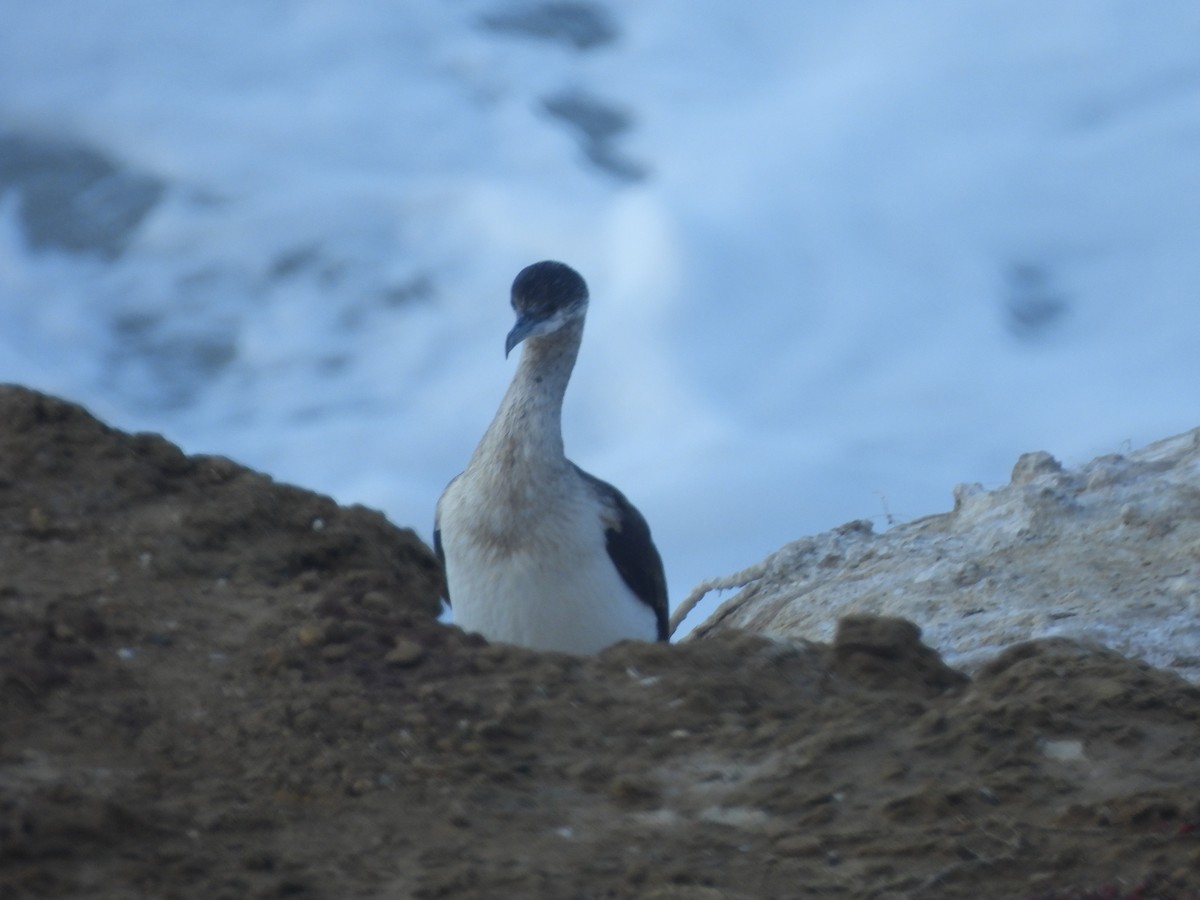 Cormorán Carinegro - ML643107024
