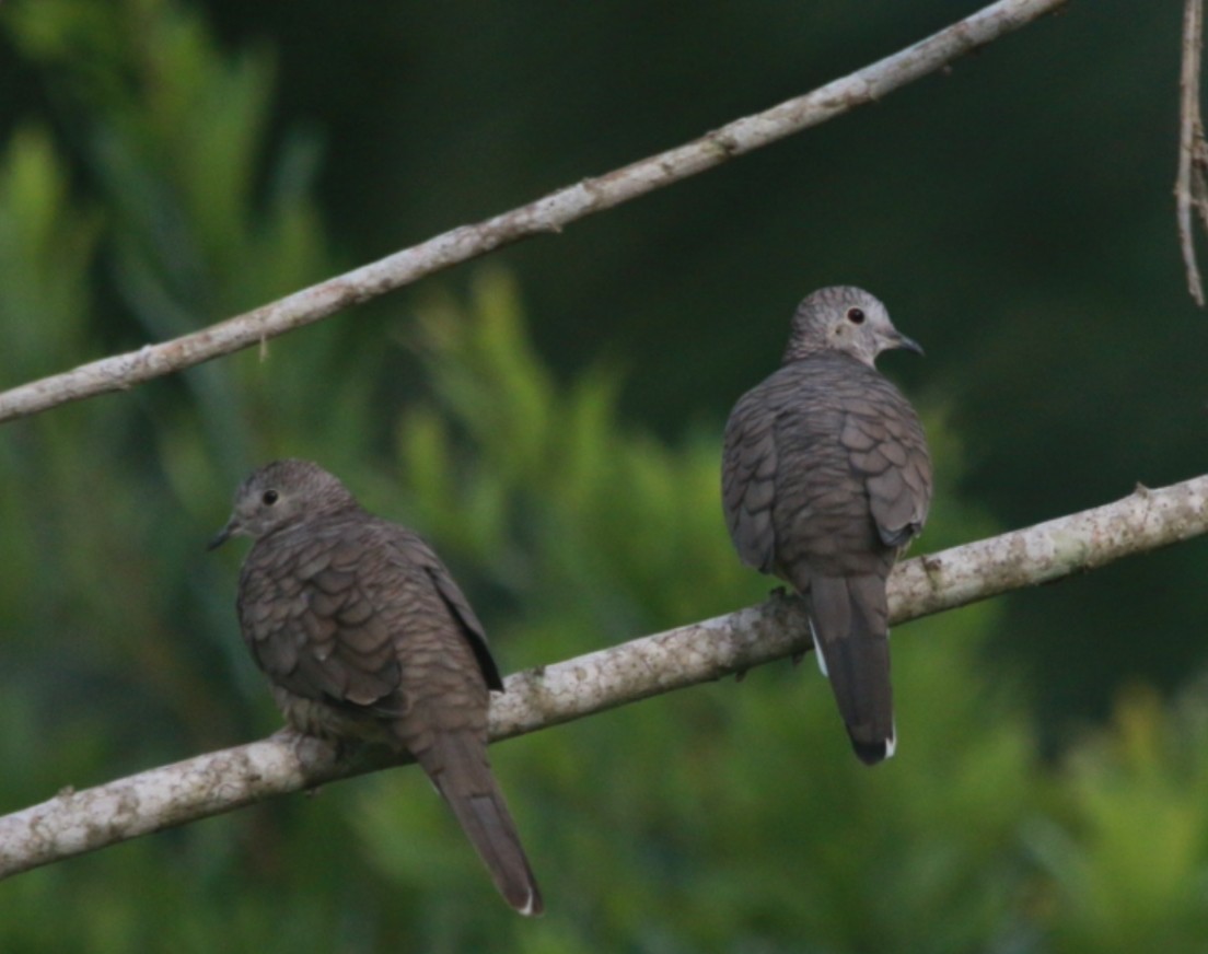 Inca Dove - ML643107041