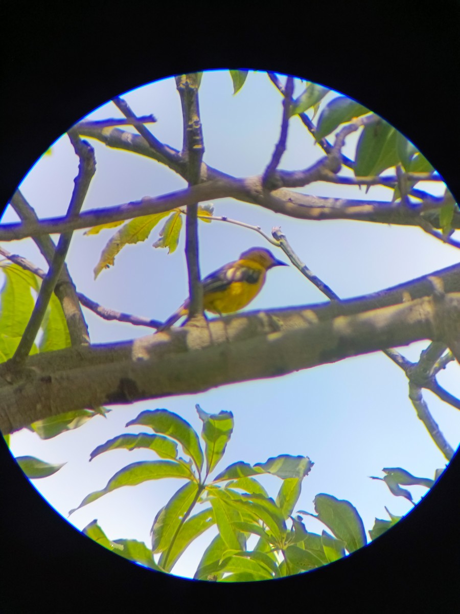 Yellow Oriole - ML643107047