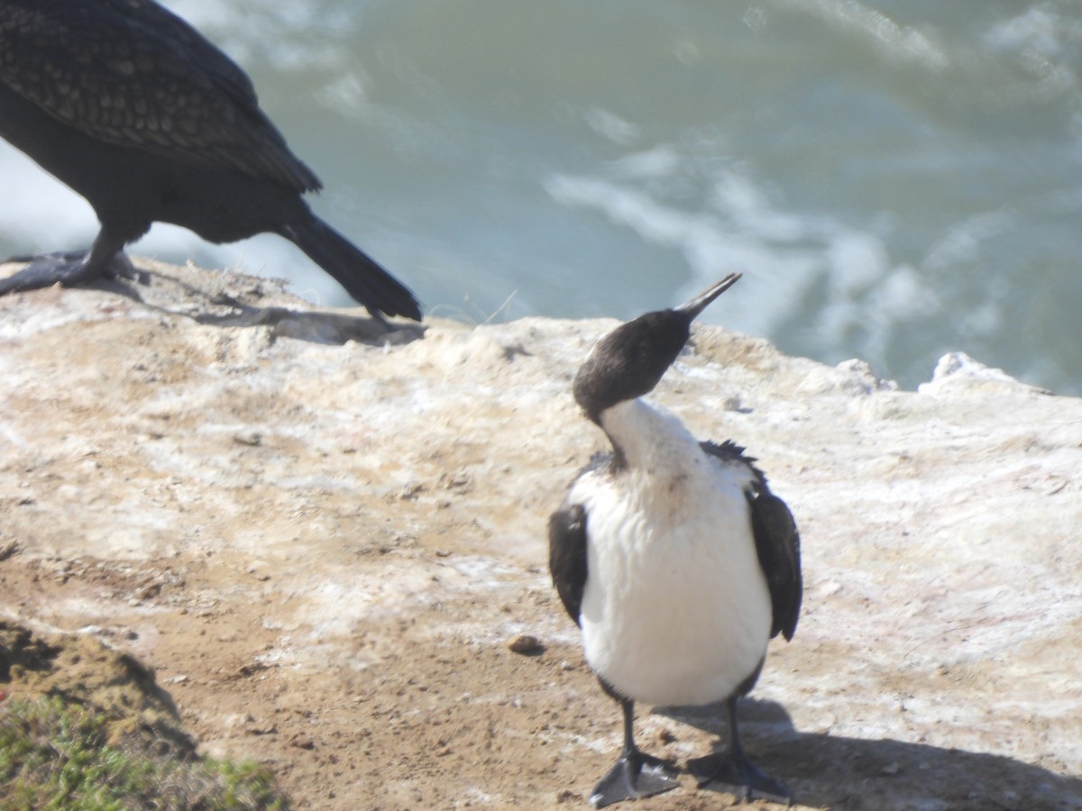Cormorán Carinegro - ML643107051