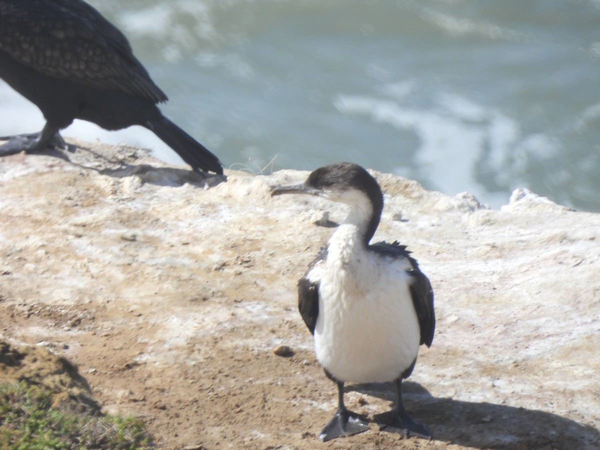 Cormorán Carinegro - ML643107052