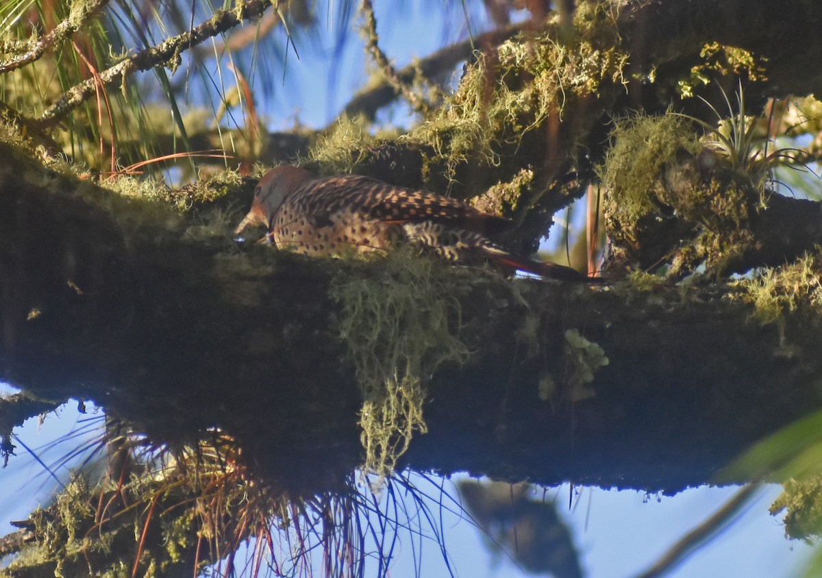 Guatemalan Flicker - ML643107056