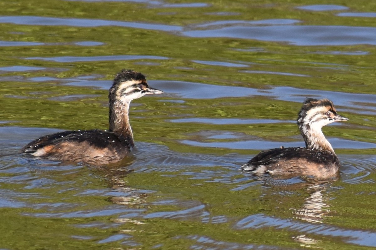 White-tufted Grebe - ML643107064