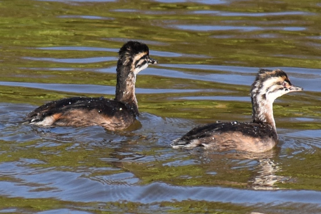 White-tufted Grebe - ML643107065
