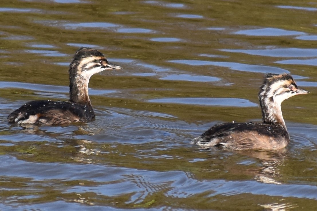 White-tufted Grebe - ML643107066