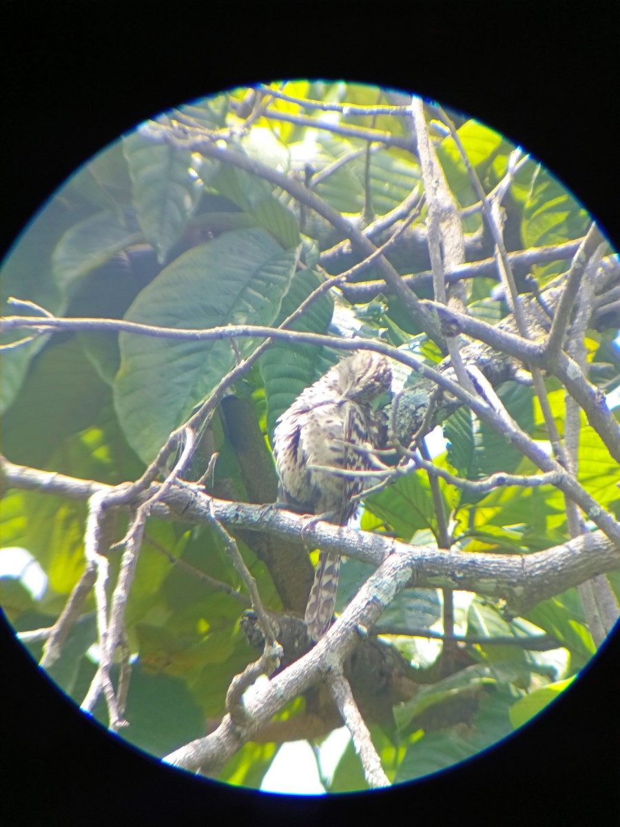 Stripe-backed Wren - ML643107067