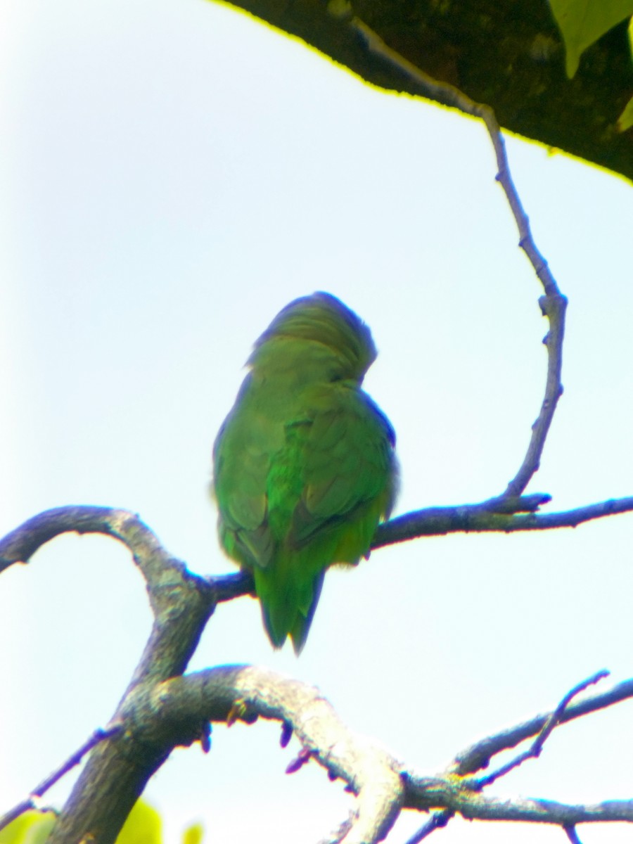 Green-rumped Parrotlet - ML643107086