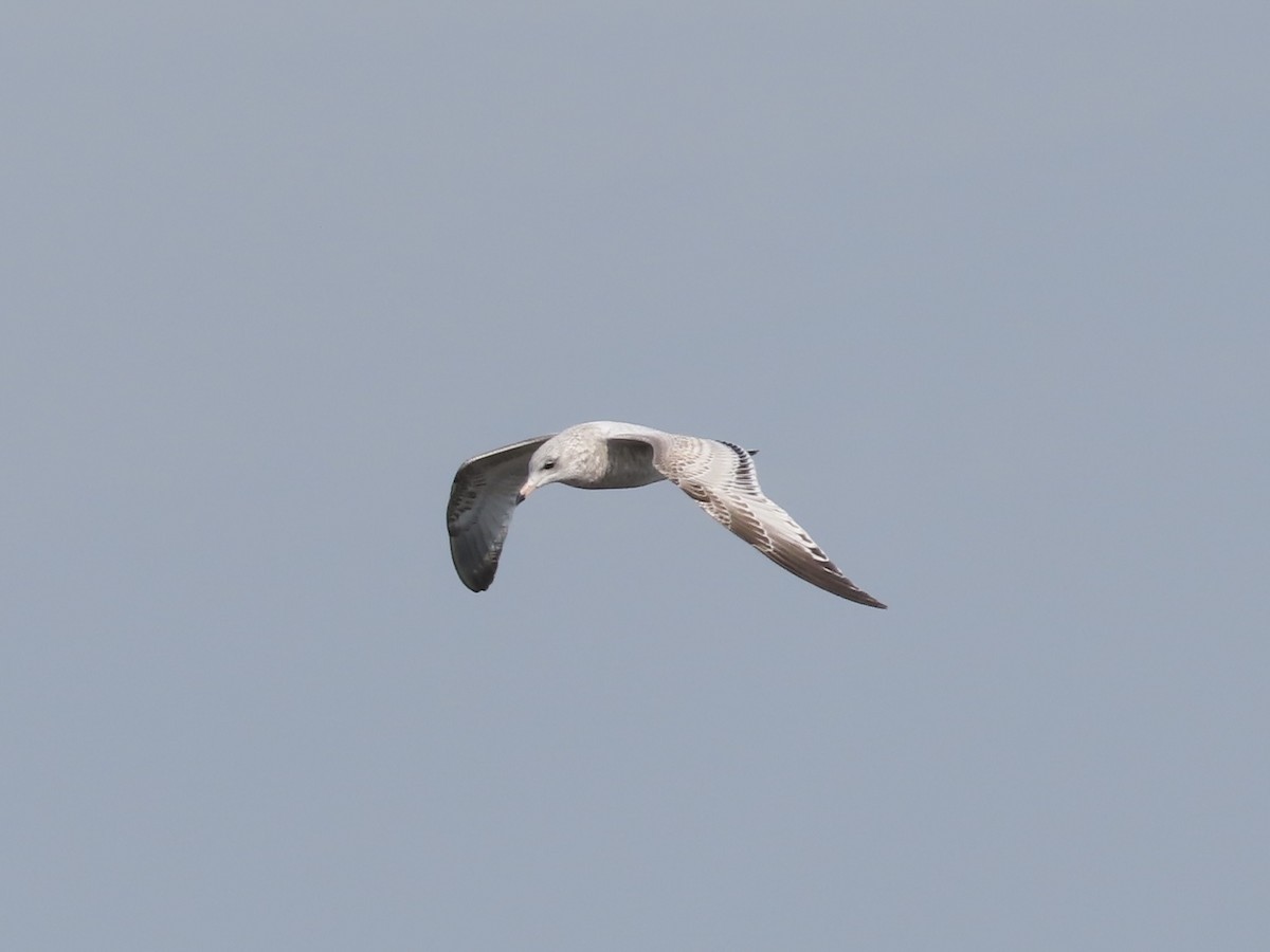 Ring-billed Gull - ML643107090