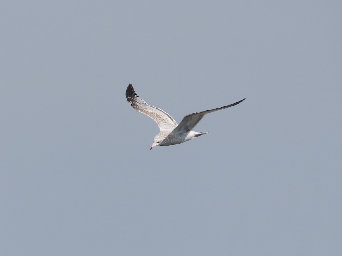Ring-billed Gull - ML643107091