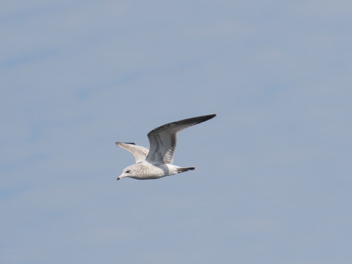 Ring-billed Gull - ML643107092