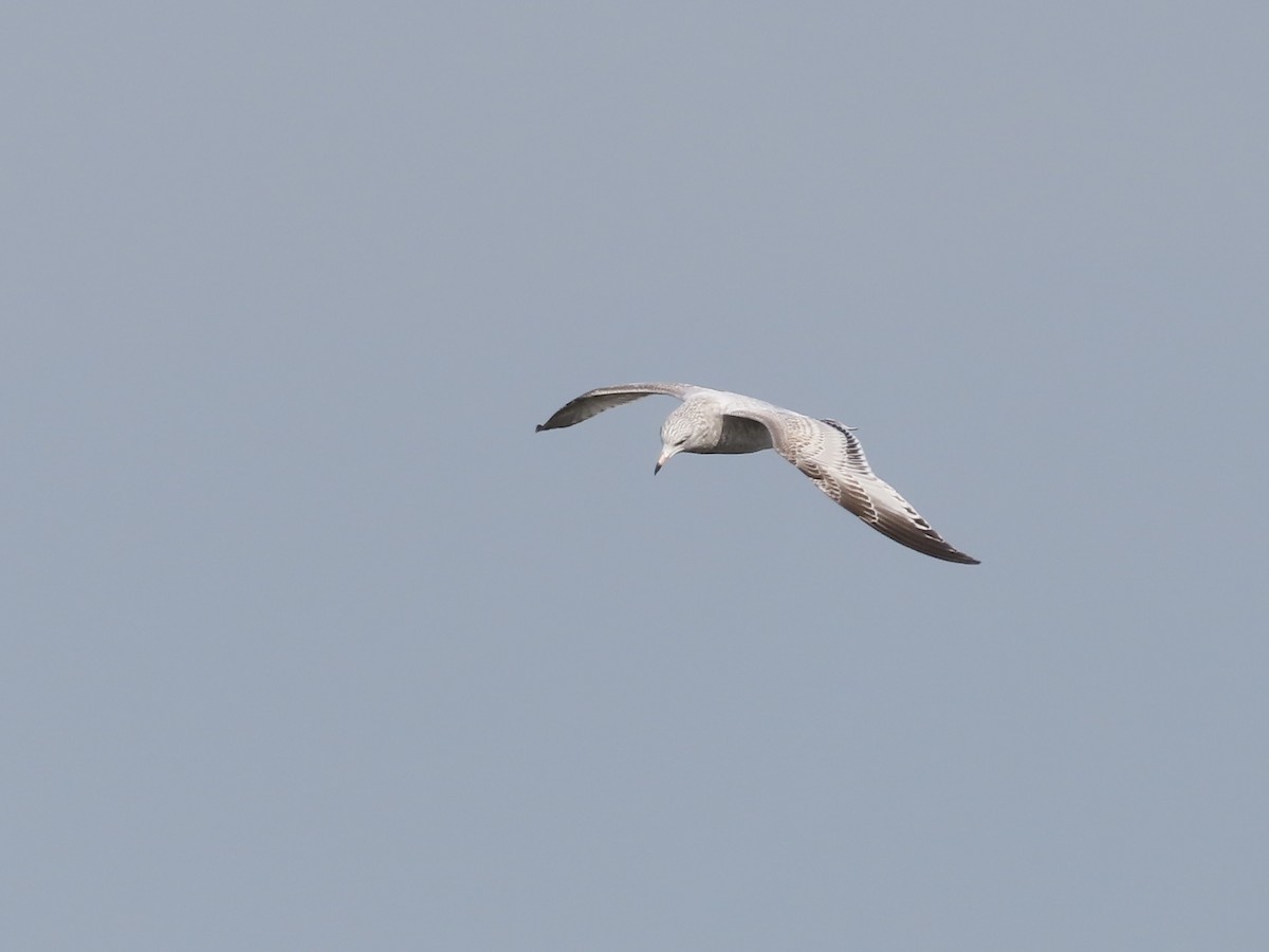 Ring-billed Gull - ML643107093