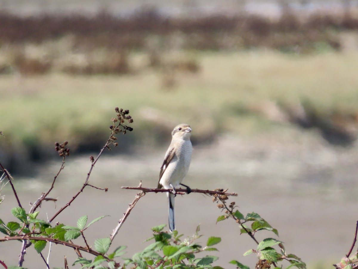 Antzandobi boreala - ML643107103