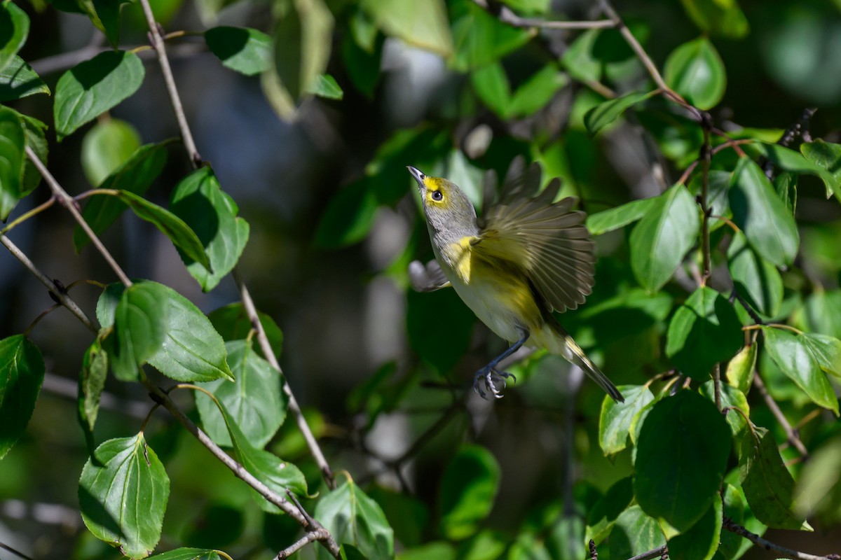 eBird Checklist - 6 Oct 2025 - Ajax--Rotary Park - 20 species
