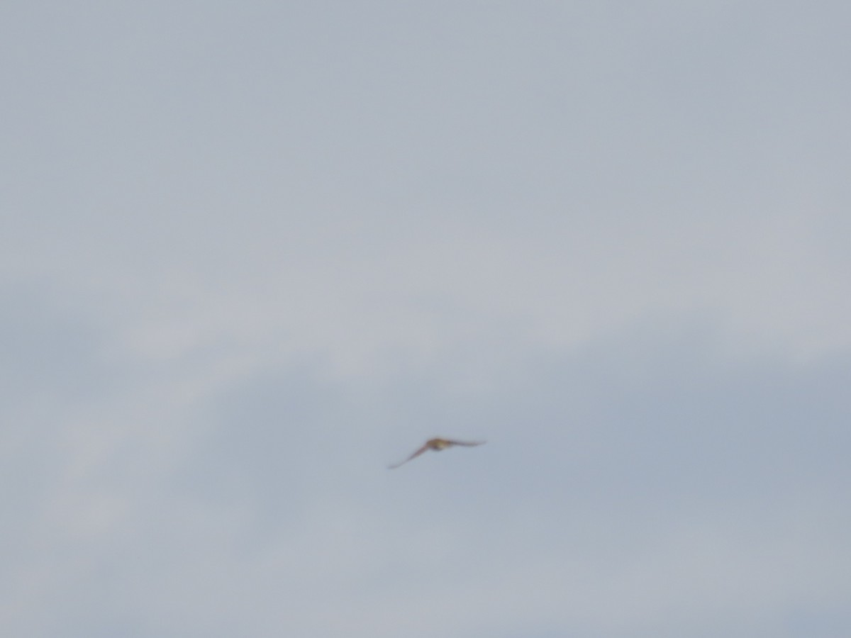 Lapland Longspur - ML643107137