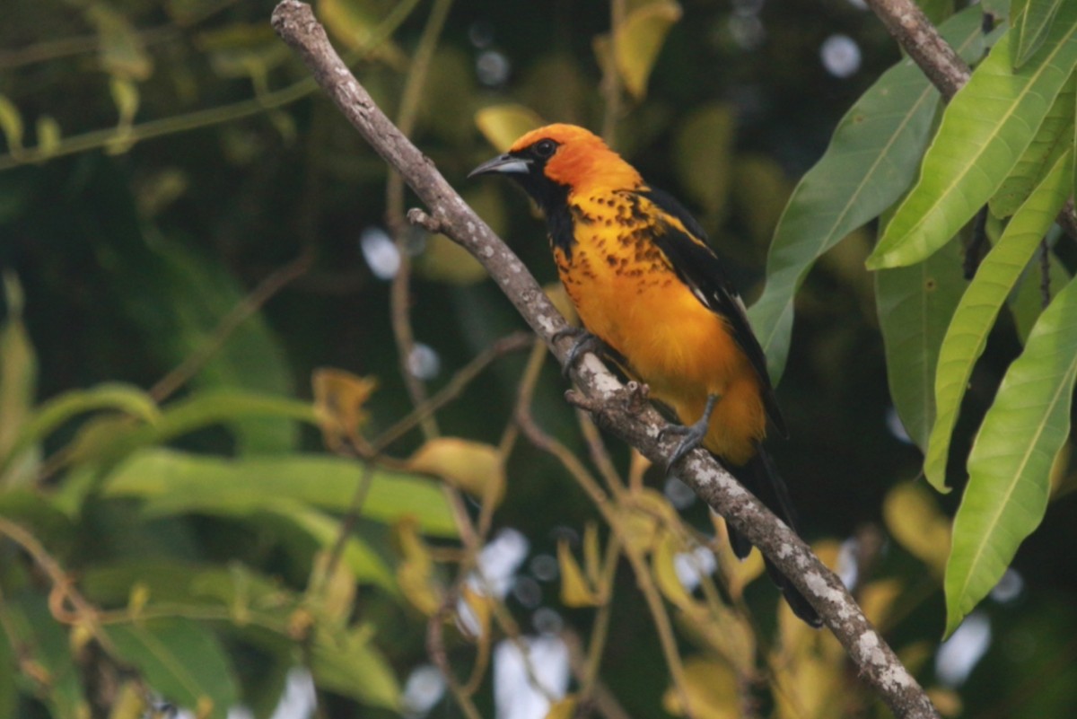 Spot-breasted Oriole - ML643107146