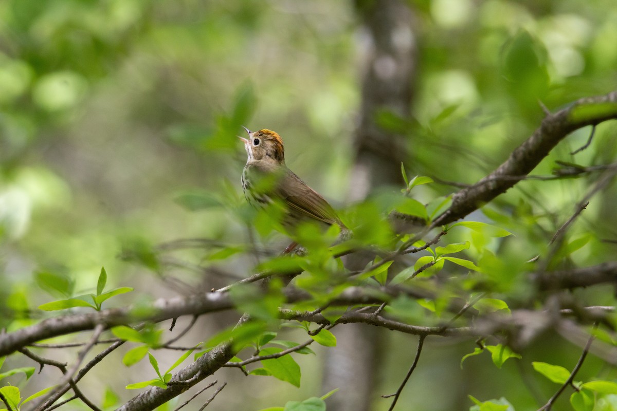 Ovenbird - ML643107165