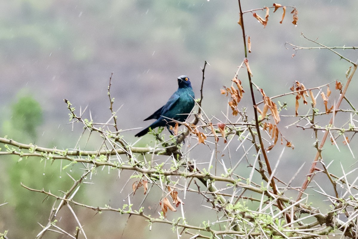 Cape Starling - ML643107167