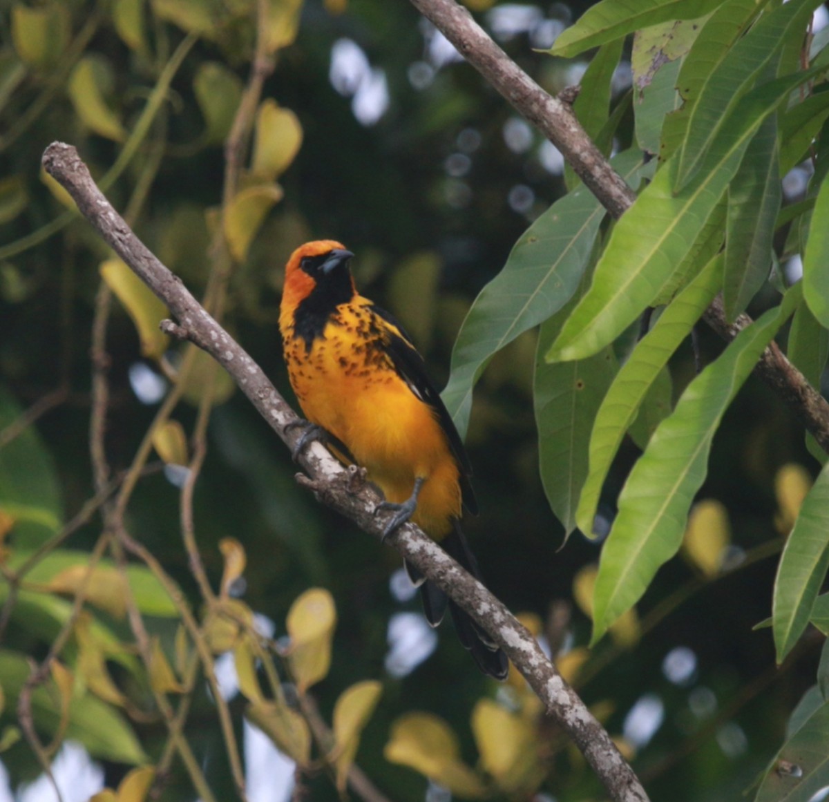 Spot-breasted Oriole - ML643107171