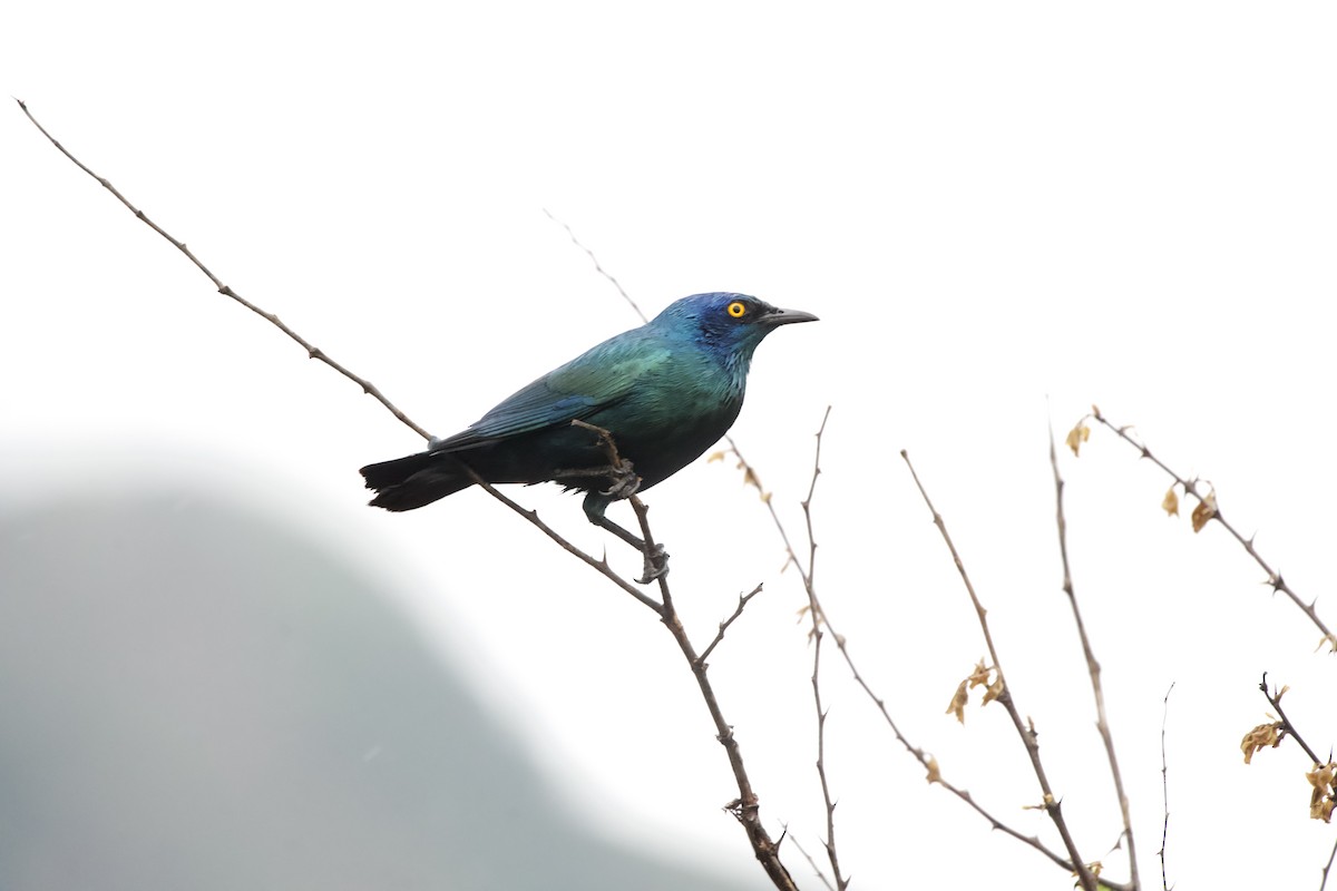 Cape Starling - ML643107172