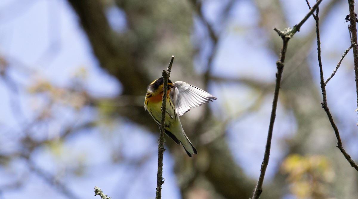 Blackburnian Warbler - ML643107183