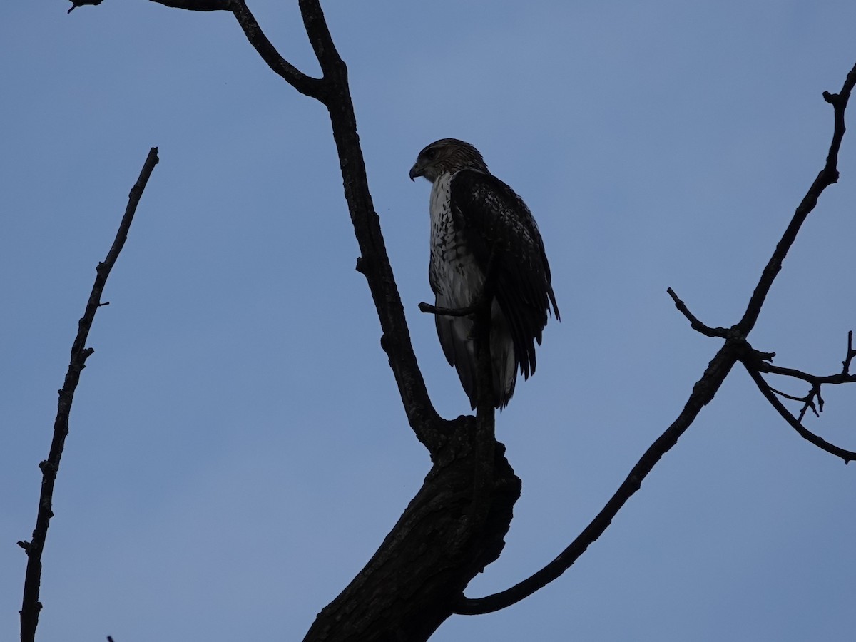 Red-tailed Hawk - ML643107191