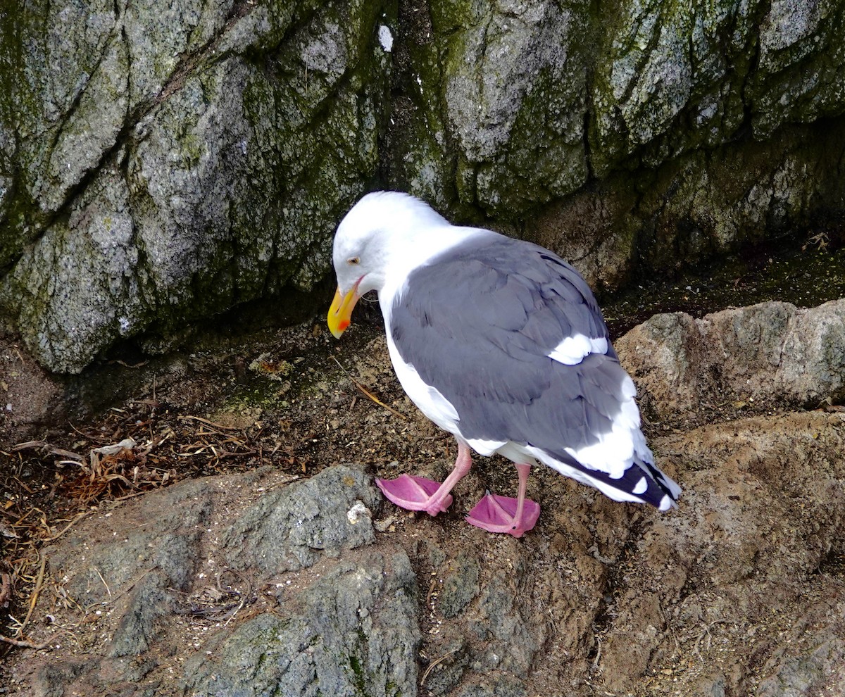 Western Gull - ML643107197