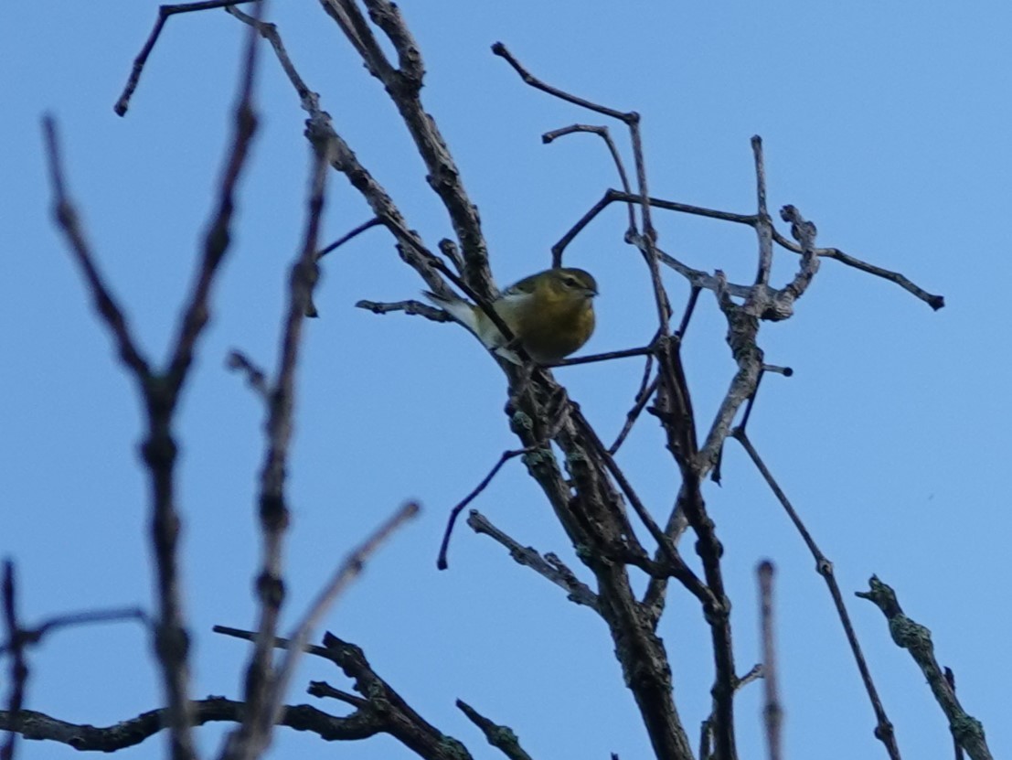 Tennessee Warbler - ML643107204