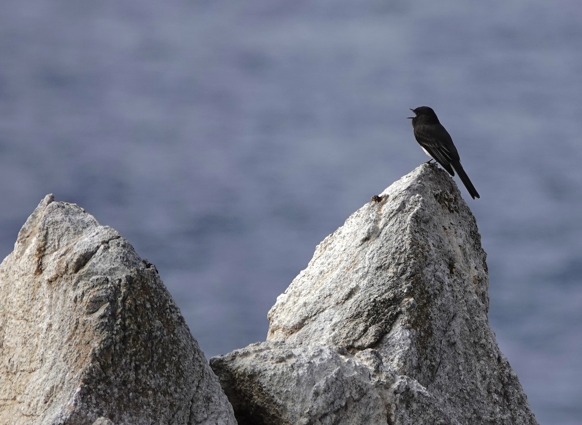 Black Phoebe - ML643107223