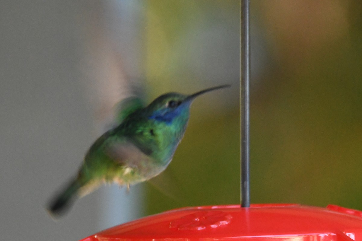 Mexican Violetear - ML643107246