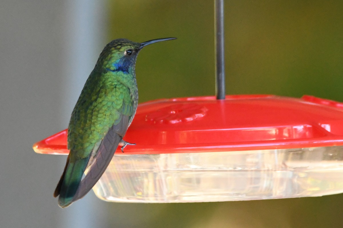 Mexican Violetear - ML643107248