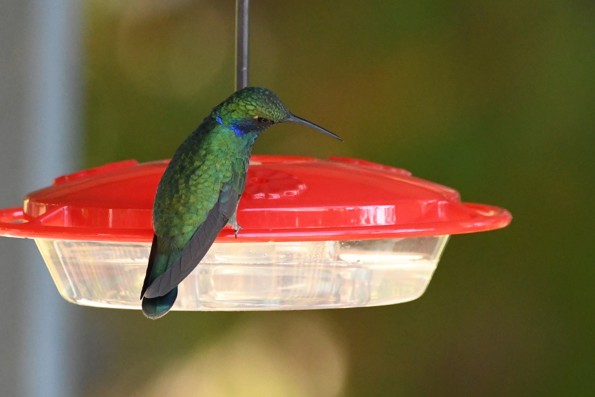 Mexican Violetear - ML643107250