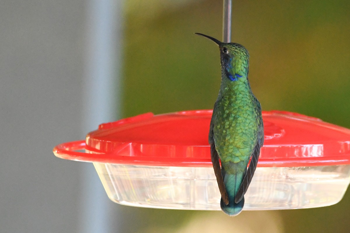 Mexican Violetear - ML643107251