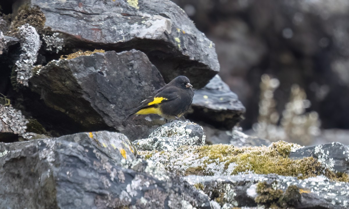Black Siskin - ML643107324