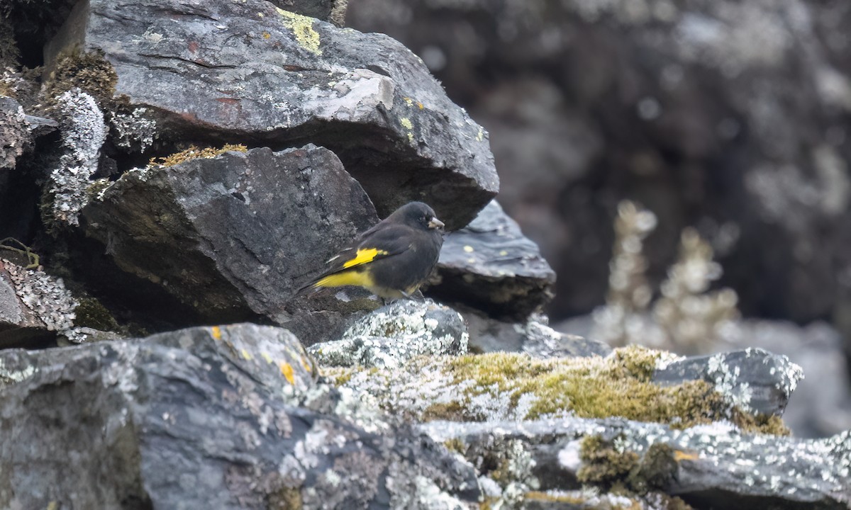 Black Siskin - ML643107325