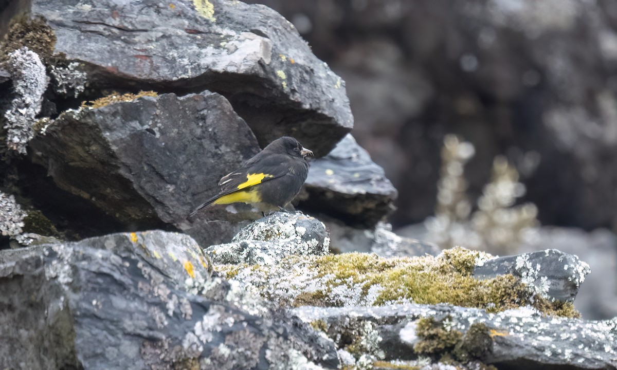 Black Siskin - ML643107326