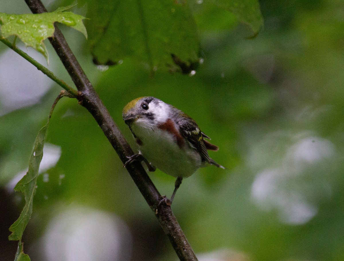 Chestnut-sided Warbler - ML643107350