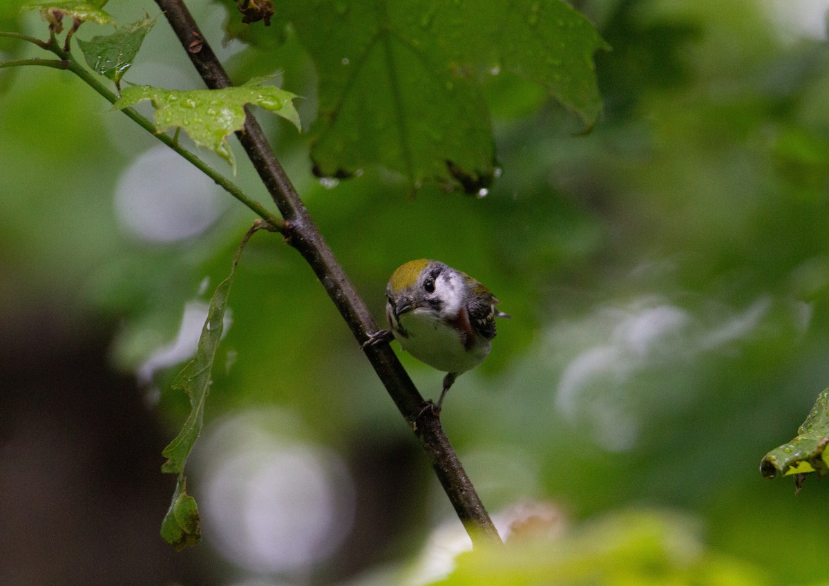 Chestnut-sided Warbler - ML643107352