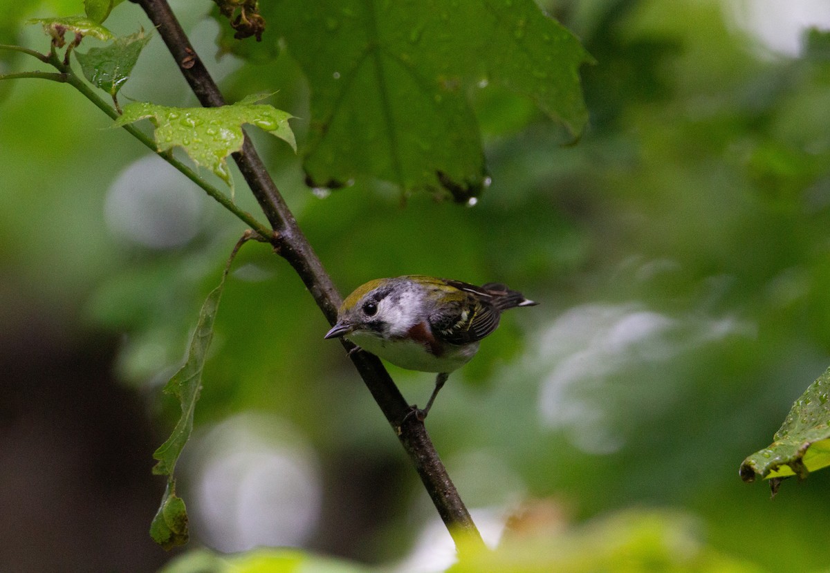 Chestnut-sided Warbler - ML643107353