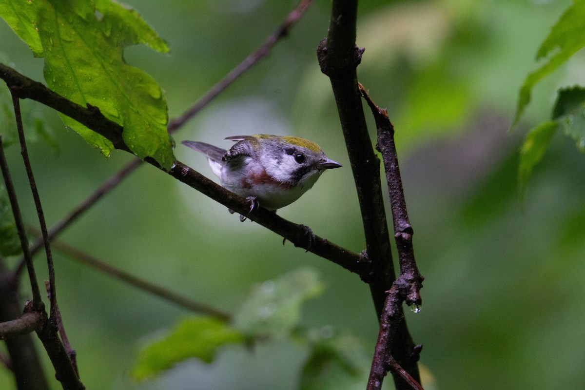 Chestnut-sided Warbler - ML643107354