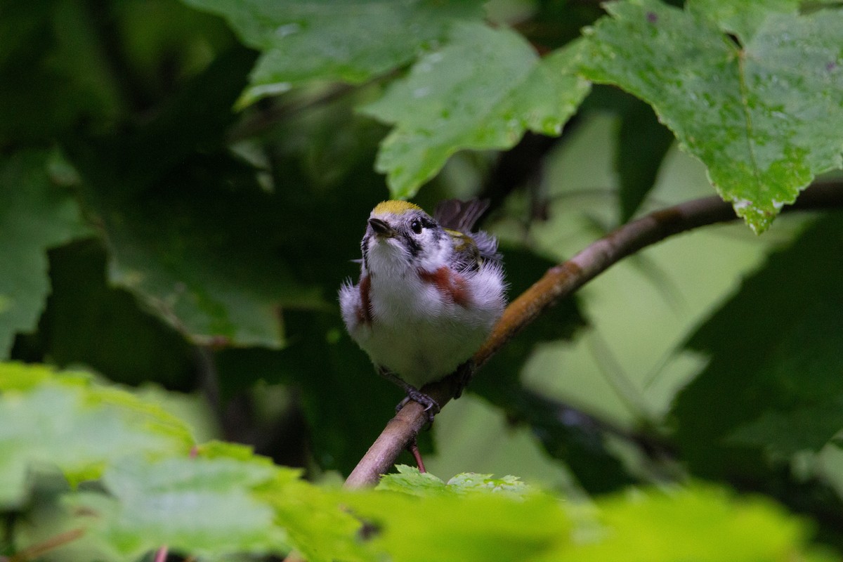 Chestnut-sided Warbler - ML643107355