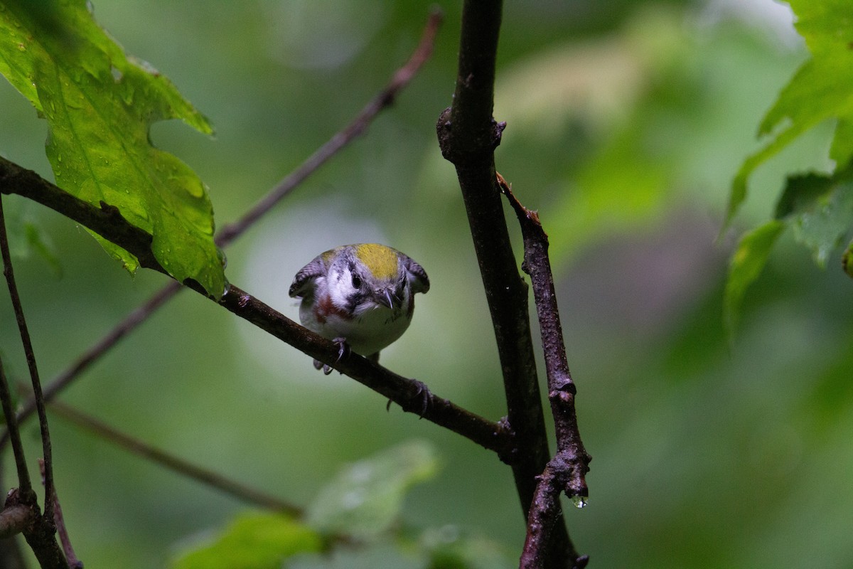 Chestnut-sided Warbler - ML643107357
