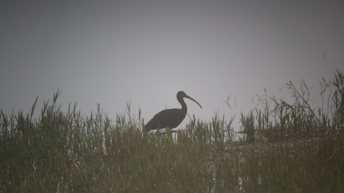 Glossy Ibis - ML643107359