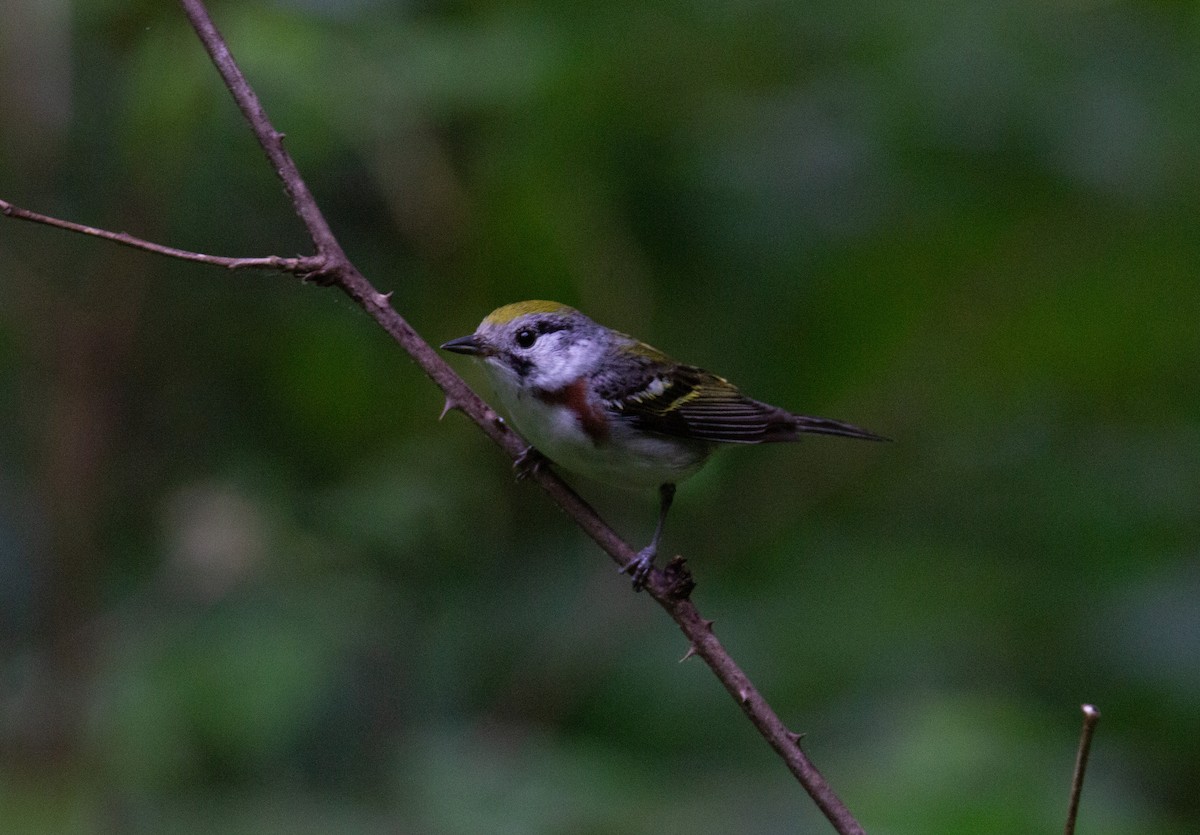 Chestnut-sided Warbler - ML643107360