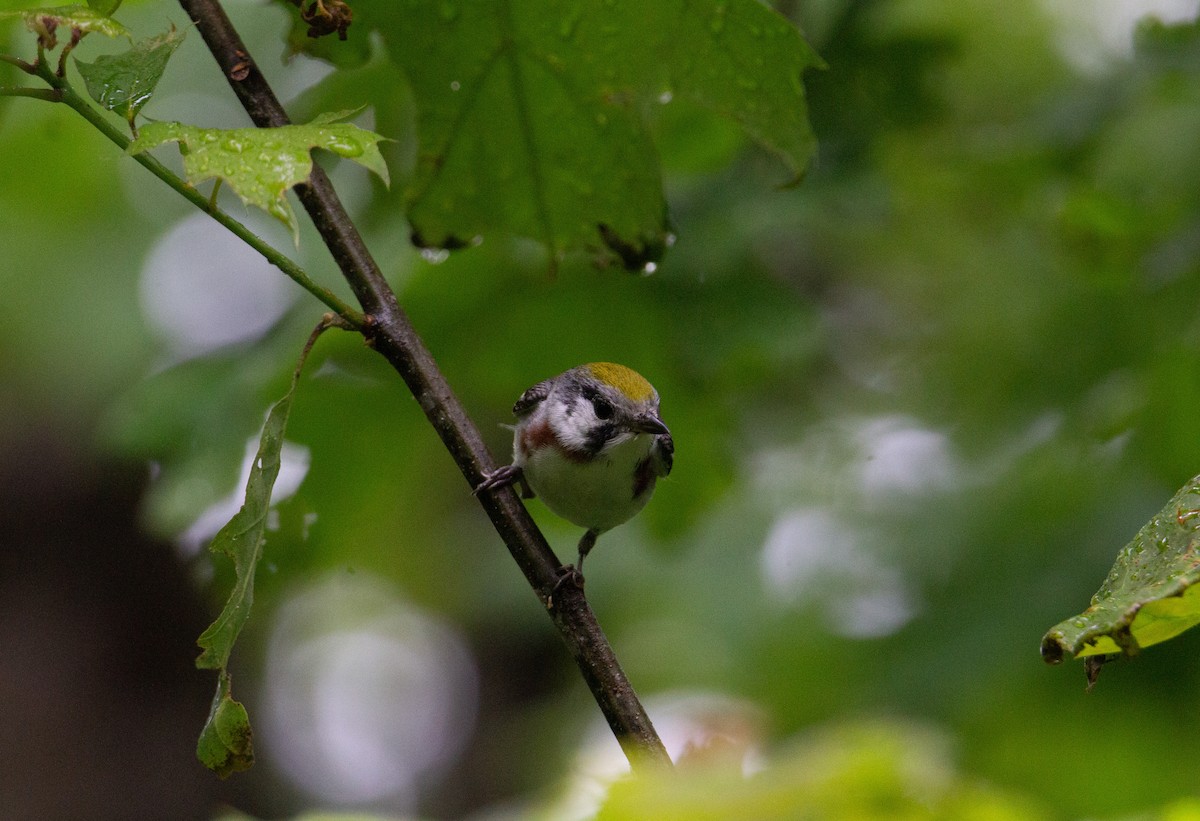Chestnut-sided Warbler - ML643107361