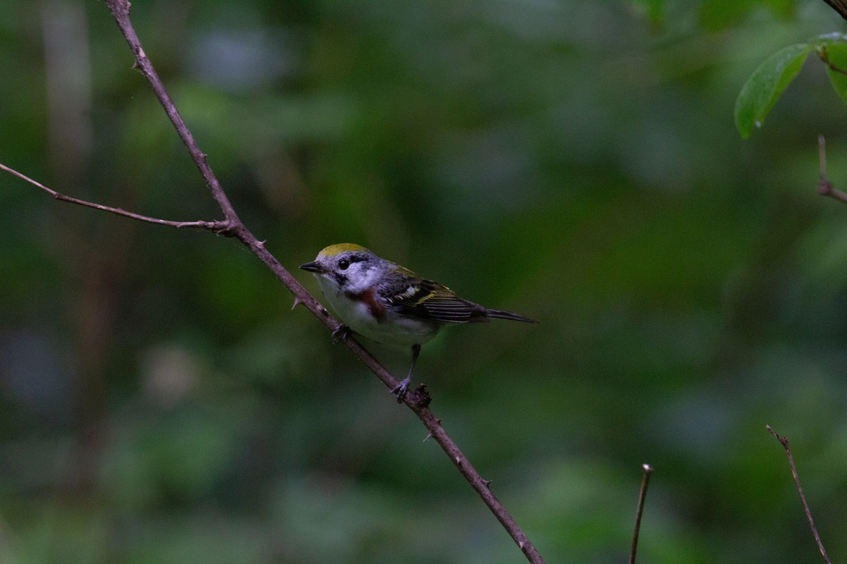 Chestnut-sided Warbler - ML643107362