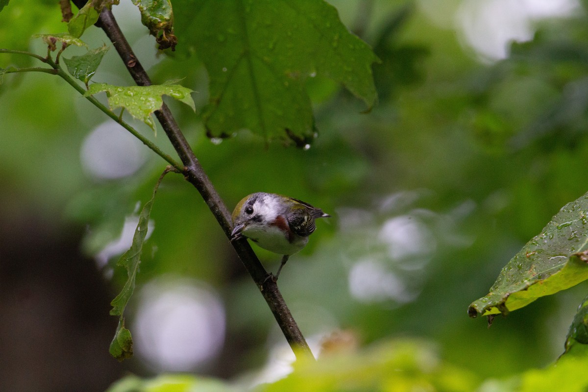 Chestnut-sided Warbler - ML643107363