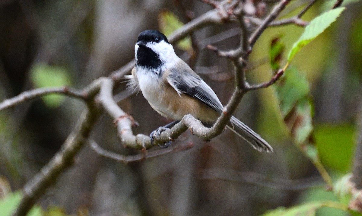 Black-capped Chickadee - ML643107386