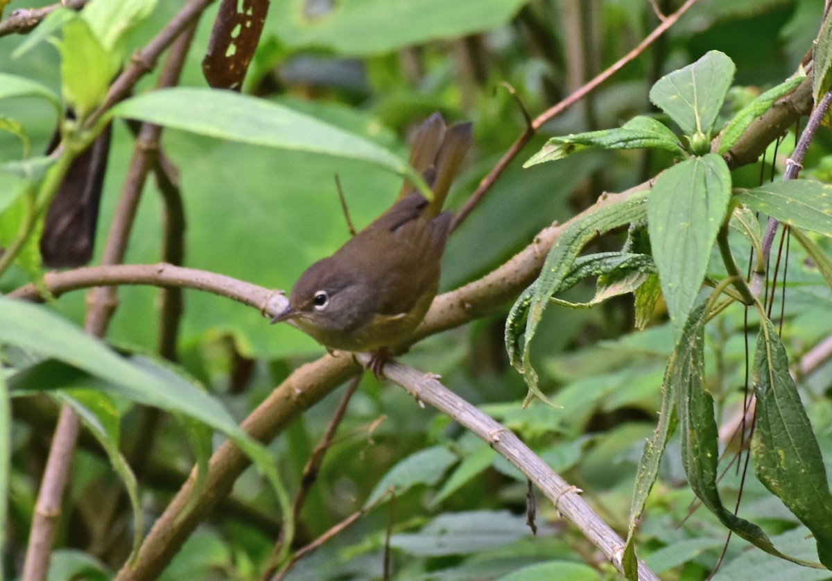 MacGillivray's Warbler - ML643107387