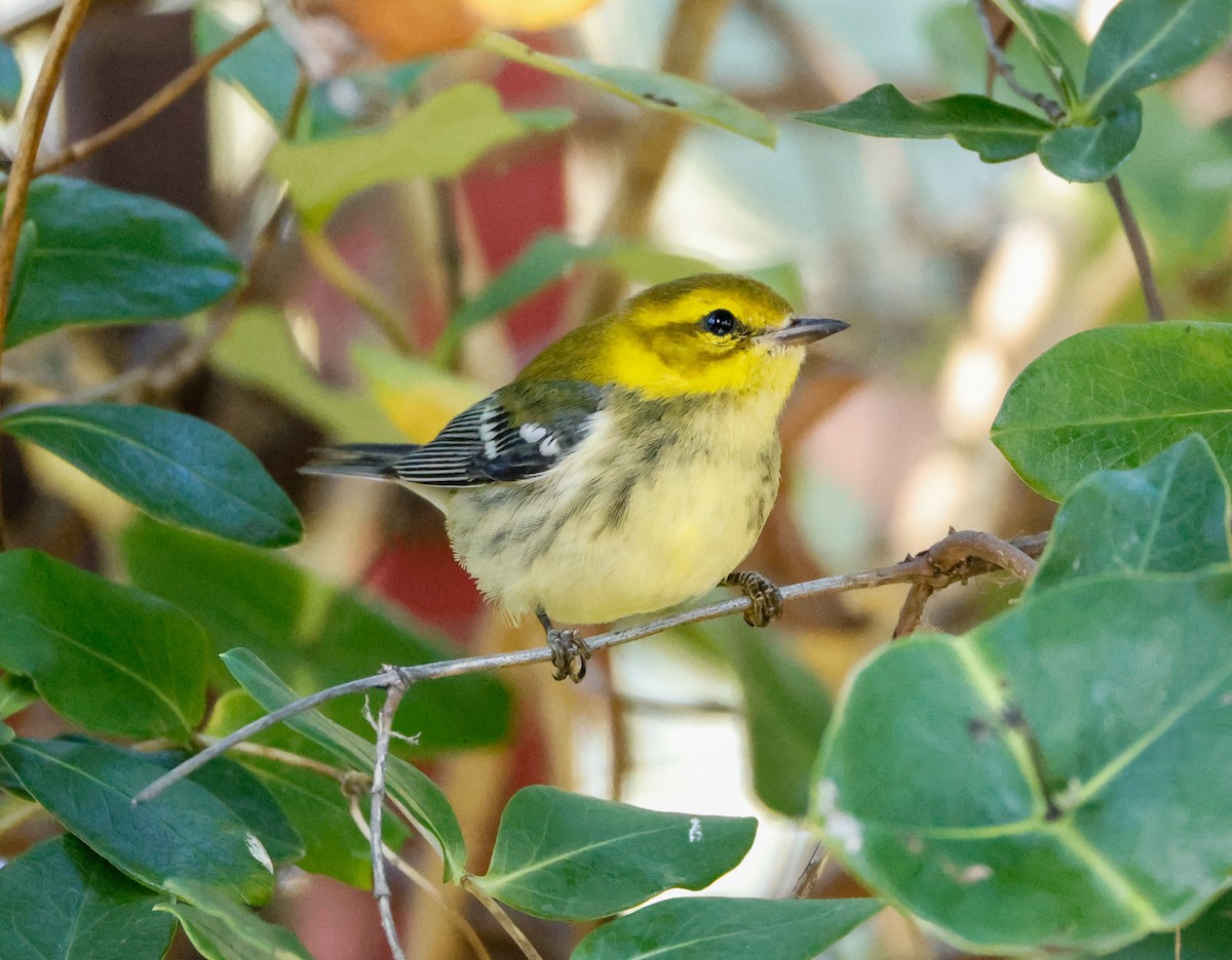 lesňáček proužkoboký - ML643107389