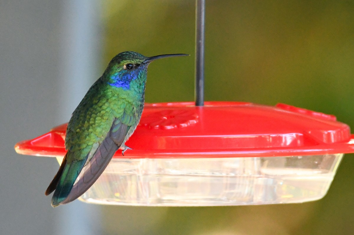 Mexican Violetear - ML643107393